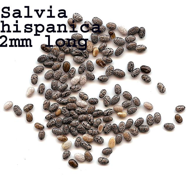 Review of Nuchia Chia Seed Flour - Chia Seeds