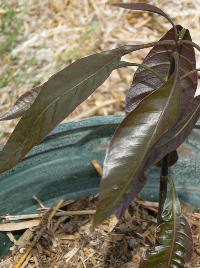 Mystery Plant: The Story Continues - Mango Seedling