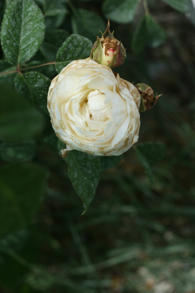 New Mexico in Bloom - English Rose